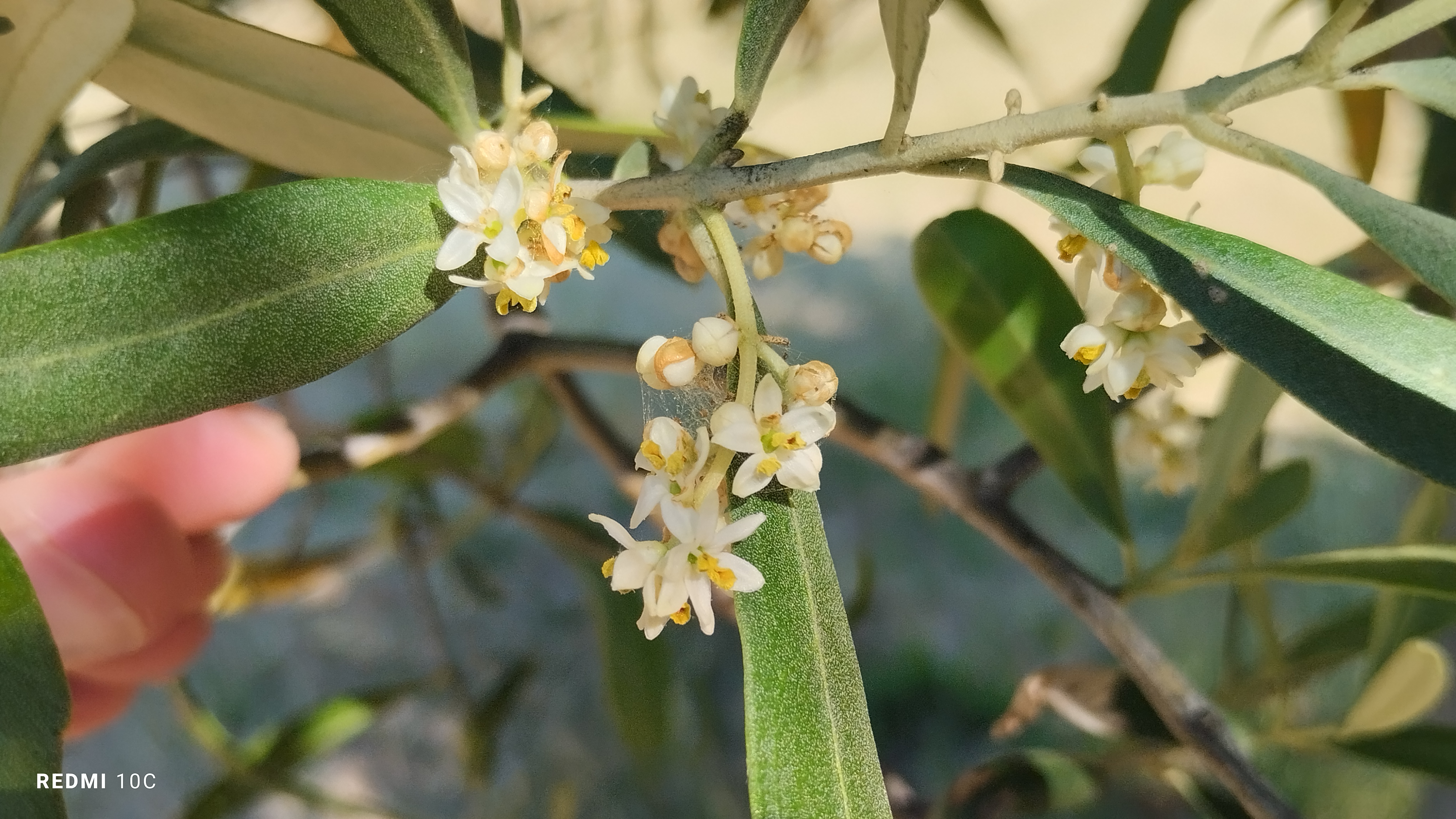 Olivo