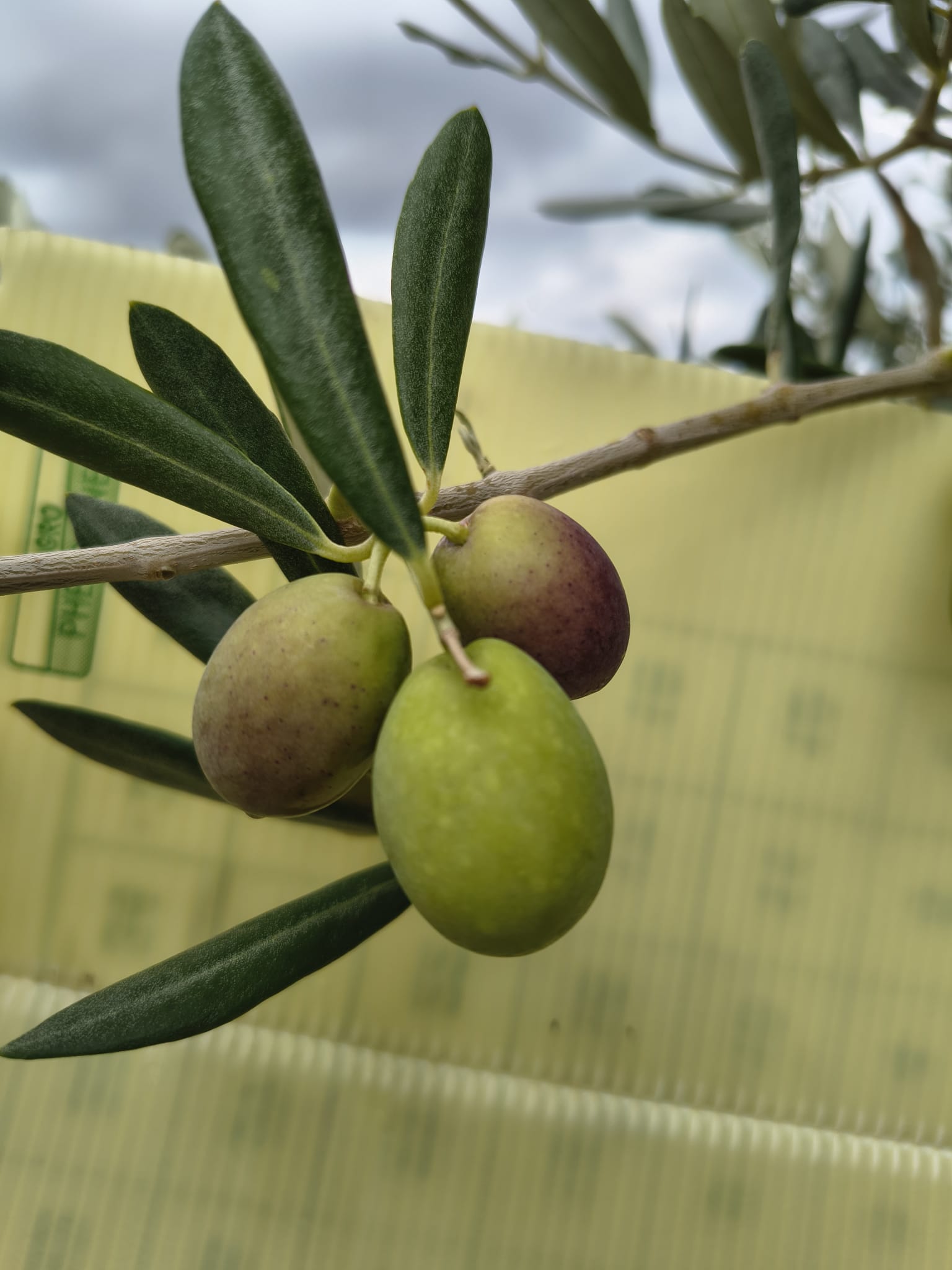 Olivo