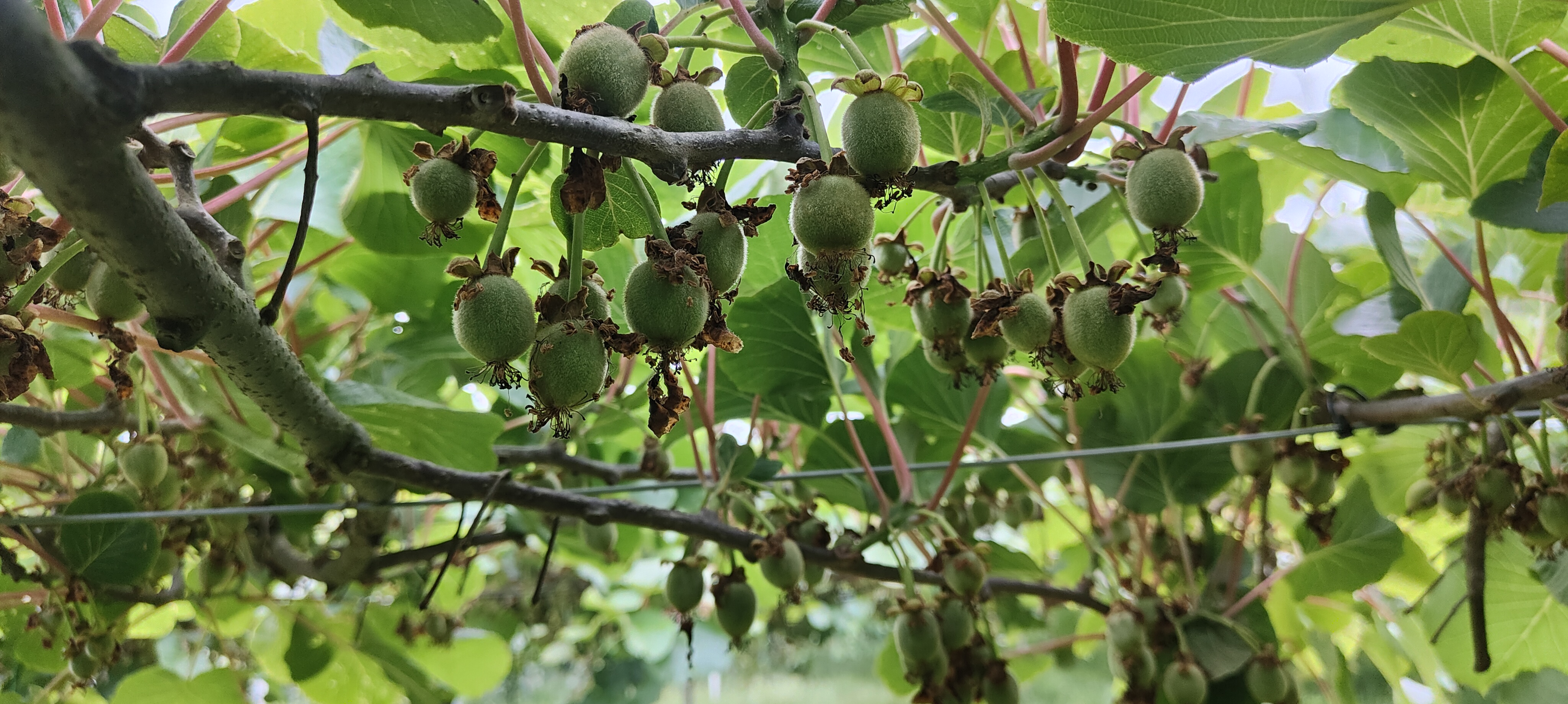 Kiwi